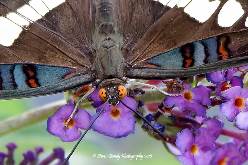 arizona sister butterfly