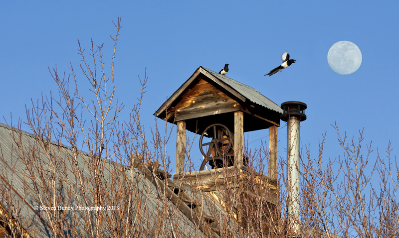 bell tower magpies