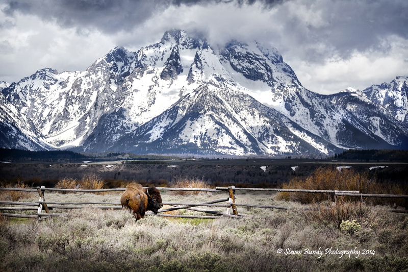 buffalo at the tetons