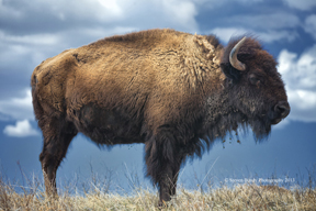 buffalo