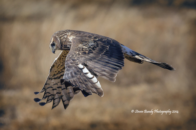 coopers hawk