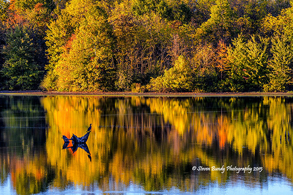 cormorant at moss lake