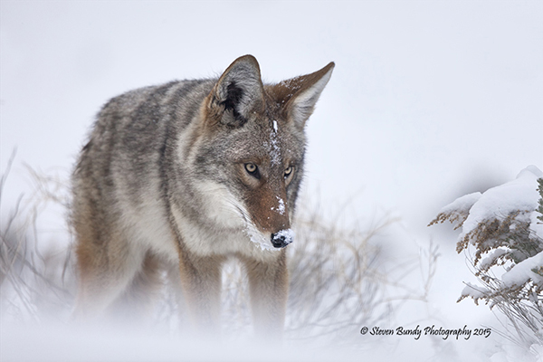 coyote in snow