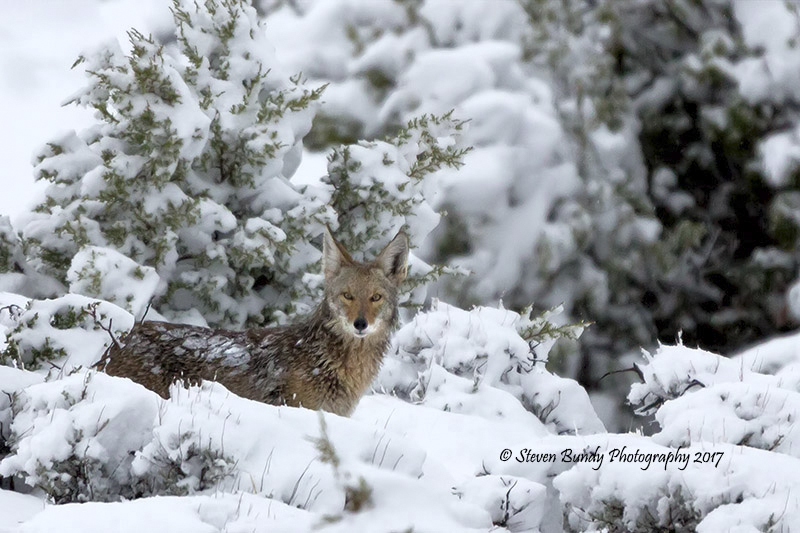 coyote in snow 02