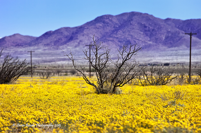 desert carpet