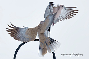 dove landing