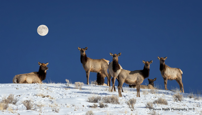 elk and full moon