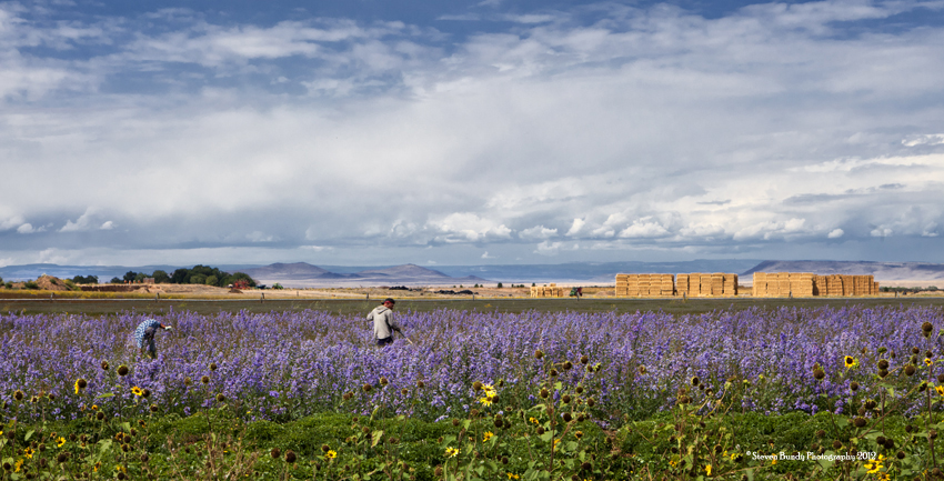 flower field workers