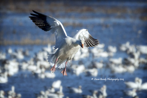 goose landing