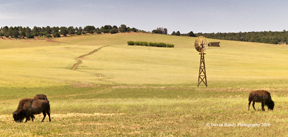 grazing buffalo