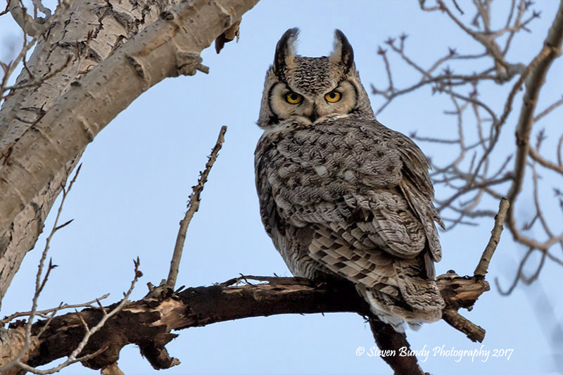great horned owl