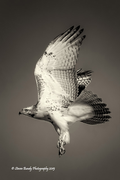 hawk