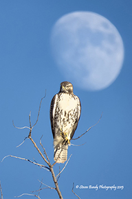 hawk and moon