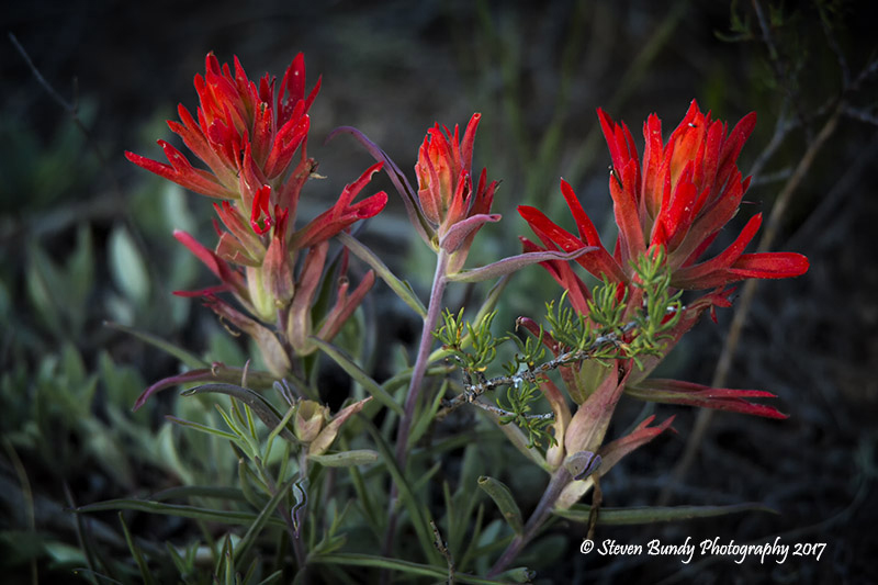 indian paint brush