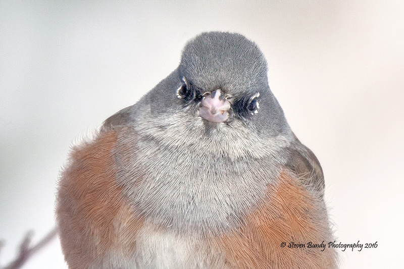 junco