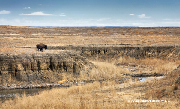 lone buffalo