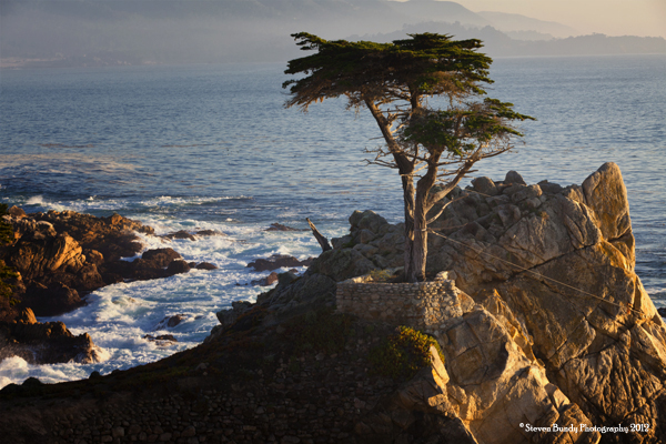 lone cypress