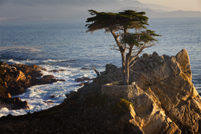 lone cypress