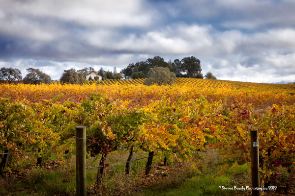 paso robales vineyard
