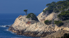 pt lobos cypress