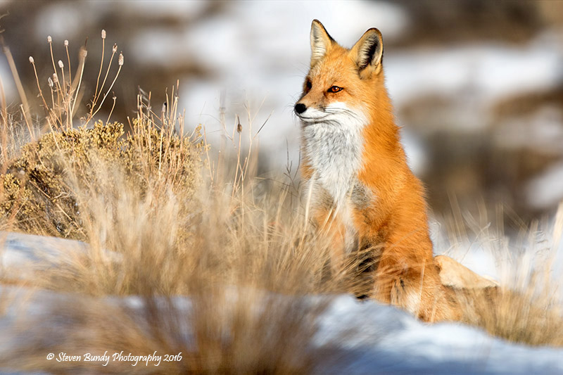 red fox