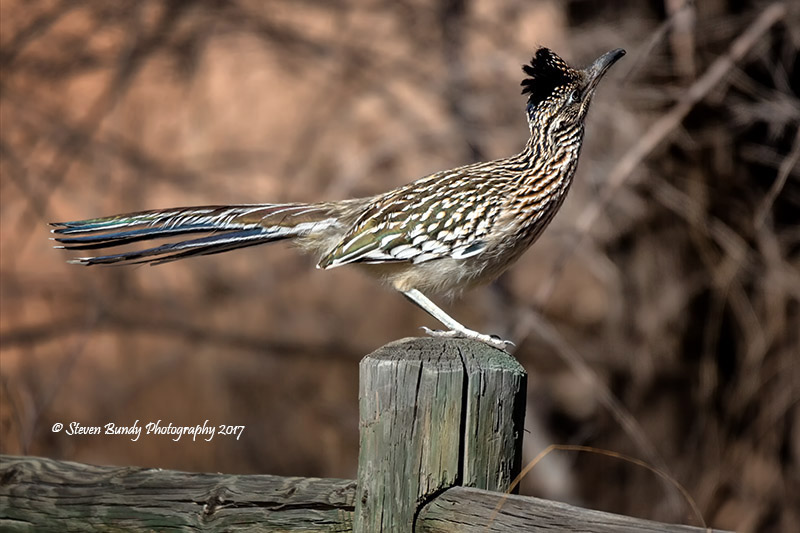 roadrunner