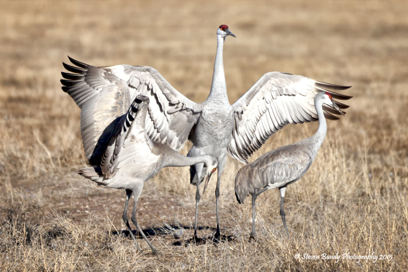 sandhills at monte vista