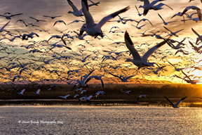 snow geese ascension