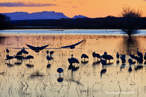 sunset at the bosque