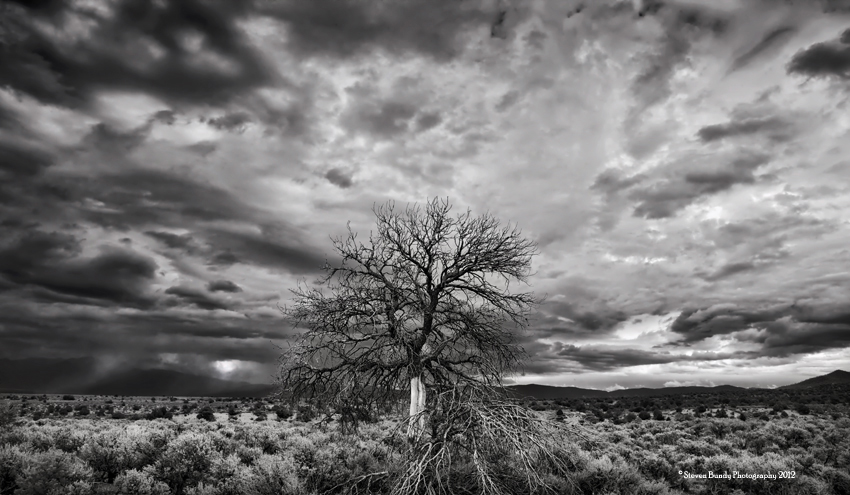 taos tree and storm