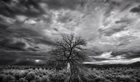 taos tree and storm