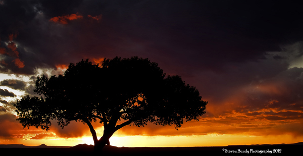 Taos Tree Sunset
